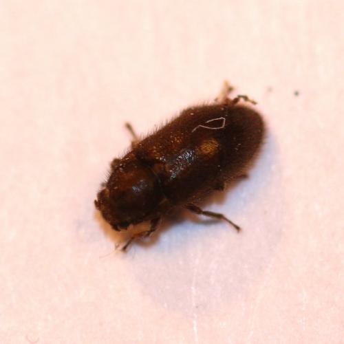 Dryops sp.