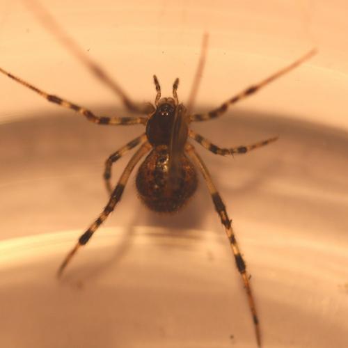 Parasteatoda tepidariorum