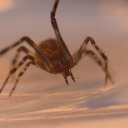 Réf. 114 957 : Parasteatoda tepidariorum