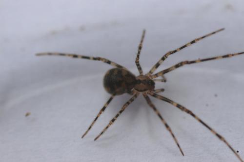 Nesticus cellulanus