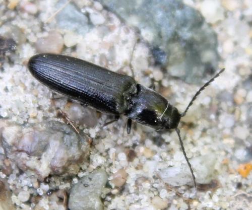 Réf. 114 775 : Limonius sp.