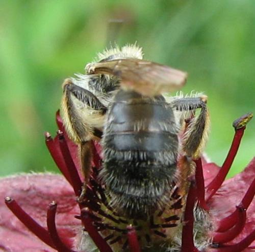 Réf. 114 175 : Andrena sp.