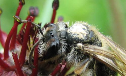 Réf. 114 199 : Andrena sp.