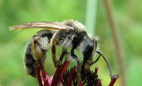 Andrena sp.