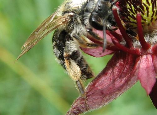 Réf. 114 198 : Andrena sp.