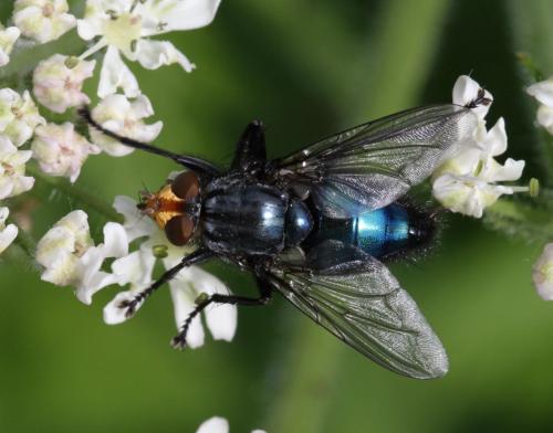 Réf. 114 105 : Cynomya mortuorum