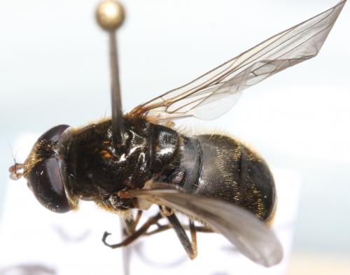 Cheilosia rufimana