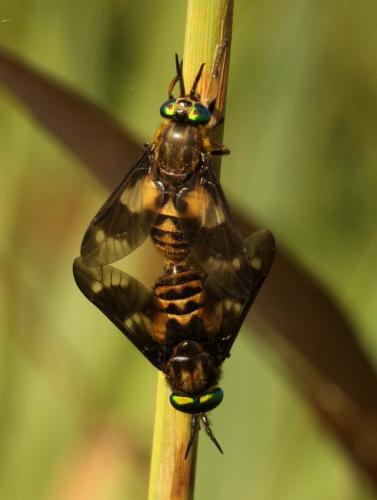 Réf. 114 147 : Chrysops relictus