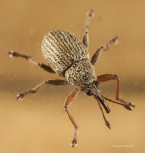 Réf. 114 313 : Exapion sp.