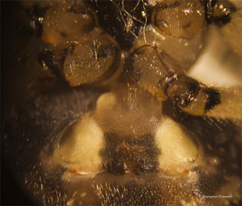 Réf. 114 366 : Metellina merianae