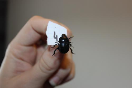 Anoplotrupes stercorosus