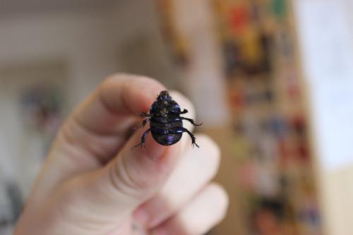 Anoplotrupes stercorosus