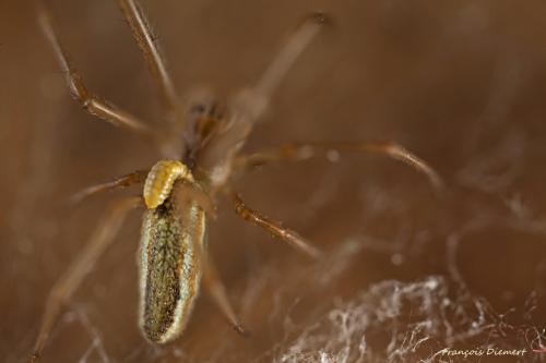 Tetragnatha sp.