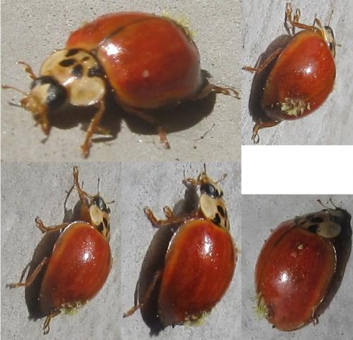 Harmonia axyridis