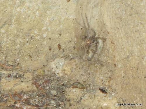 Eratigena atrica