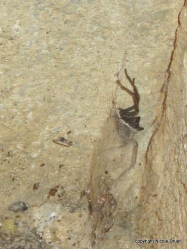 Eratigena atrica