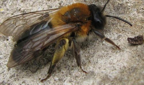 Réf. 114 173 : Andrena nitida