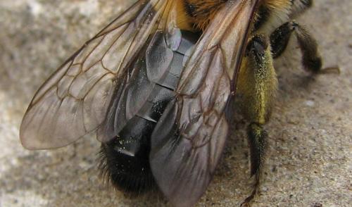 Réf. 114 174 : Andrena nitida