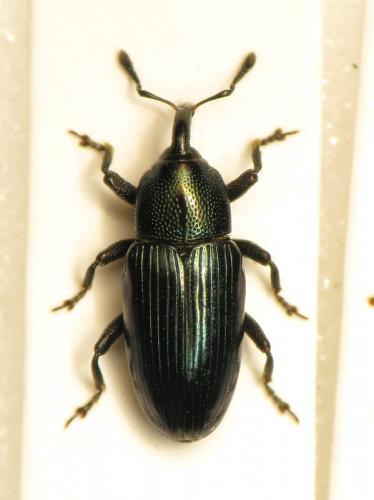 Aulacobaris coerulescens