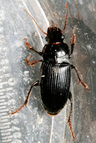 Pseudoophonus calceatus