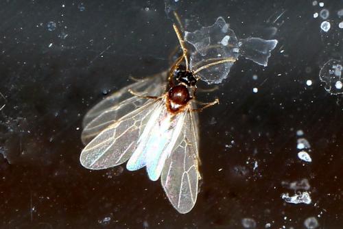 Réf. 114 659 : Lasius sp.