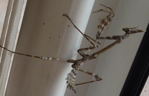Réf. 114 797 : Empusa pennata