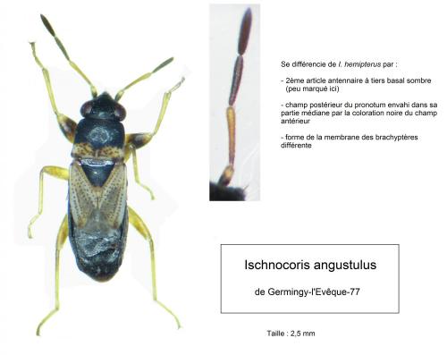 Ischnocoris angustulus