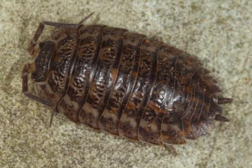 Réf. 114 556 : Trachelipus rathkii