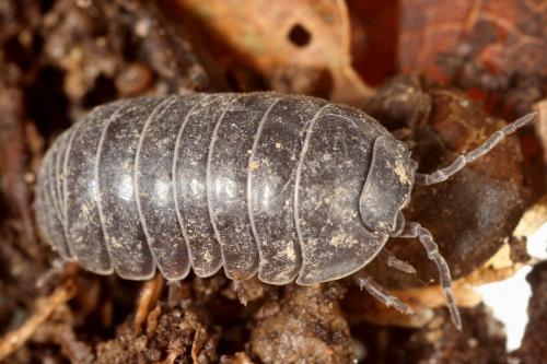 Armadillidium vulgare
