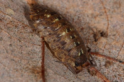 Porcellio monticola