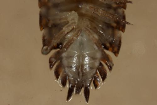 Réf. 114 557 : Trachelipus rathkii