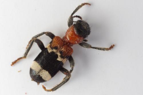 Réf. 114 732 : Thanasimus formicarius