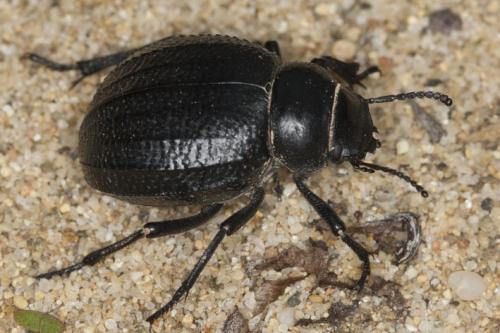 Pimelia payraudi