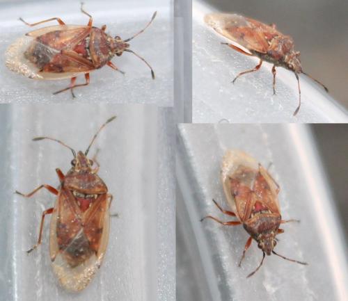 Kleidocerys resedae