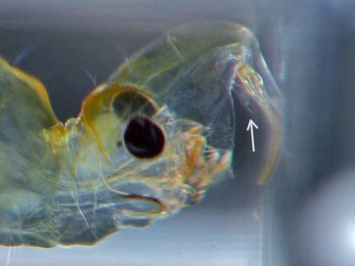 Chaoborus obscuripes