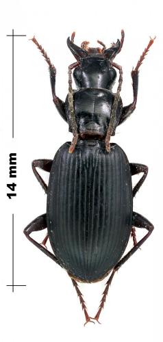 Laemostenus complanatus