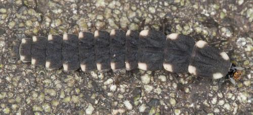 Réf. 114 883 : Lampyris lareynii