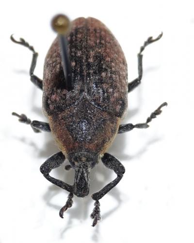 Larinus ochreatus