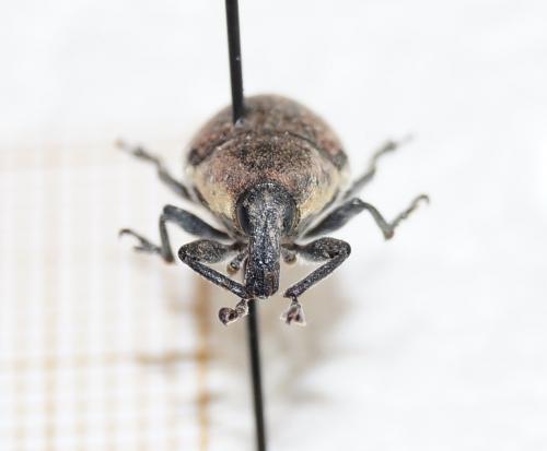 Réf. 114 396 : Larinus ochreatus