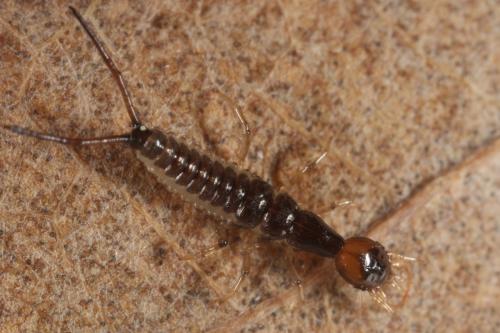 Réf. 114 201 : Leistus sp.