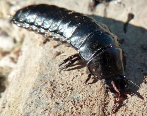 Carabus sp.