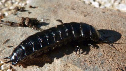 Réf. 114 937 : Carabus sp.
