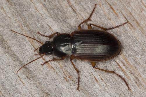 Calathus circumseptus