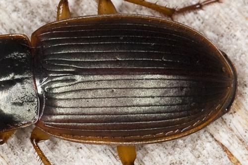 Réf. 114 853 : Calathus circumseptus