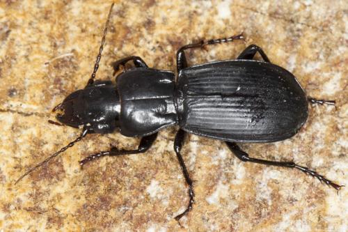 Percus corsicus