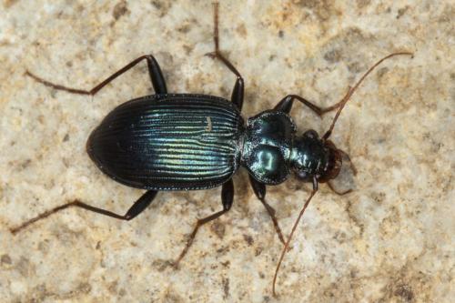 Réf. 114 885 : Leistus spinibarbis