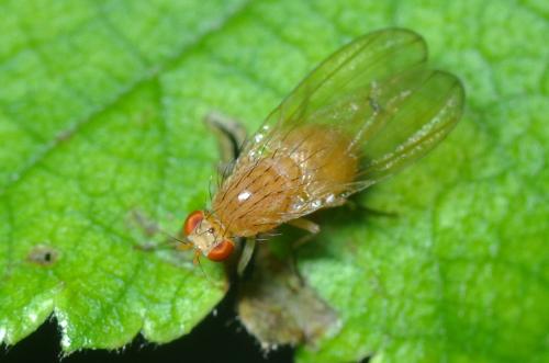 Tricholauxania praeusta