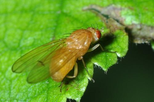 Tricholauxania praeusta