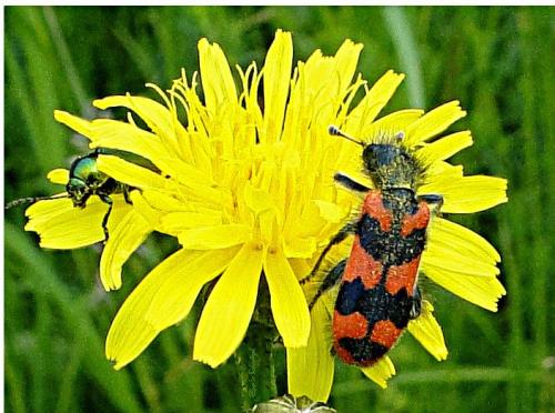 Réf. 114 432 : Trichodes alvearius