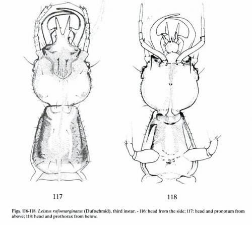 Leistus rufomarginatus